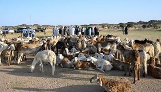 مساعدات إماراتية