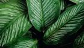 معجم المناخ.. ما هو سالب الكربون؟