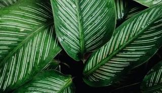 صورة لأوراق شجر، مصدر الصورة: كانفا.