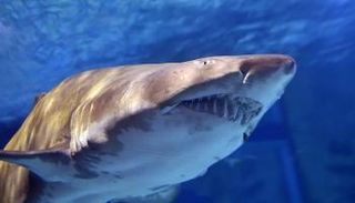 قروش ميتة تثير رعب سكان ولاية أمريكية