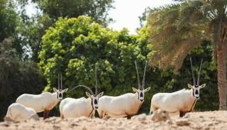 الإمارات اعتمدت بنية تشريعية متكاملة لحماية الأنواع المهددة بالانقراض