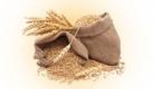 نقيب الفلاحين يزف بشرى للمصريين: سنزرع 4 ملايين فدان قمح