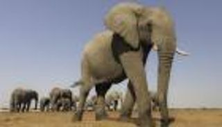 قفزوا بالبحيرة.. موكب ديني ينجو من أفيال هائجة في سريلانكا (فيديو)