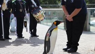 البطريق أولاف