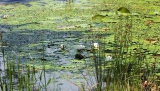 المياه الخضراء لا تحظى بالاهتمام الكاف رغم أهميتها 