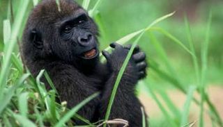 صغير غوريلا - أرشيفية