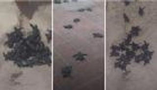 سلاحف مهددة بالانقراض تهاجم نزلاء فندق في مصر (صور)