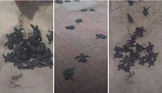 سلاحف مهددة بالانقراض تغزو شواطئ العريش