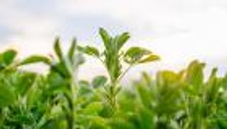 الزراعة التجديدية.. "رهان عالمي" نحو الاستدامة على مسار الصفر الصافي