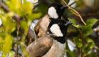 البلبل العراقي يواجه خطر الانقراض.. ما السبب؟