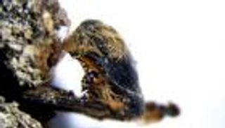 عمره 3 آلاف عام.. اكتشاف نحل محنط في البرتغال