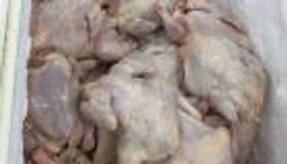 134 إصابة بالسالمونيلا.. المرض في "طبق كباب"