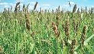 نبات الدخن.. أمل العالم في معركة المناخ ومستقبل الأمن الغذائي