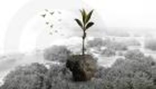 لزوار COP28.. هيئة البيئة بأبوظبي تطلق مبادرة غرس الإمارات