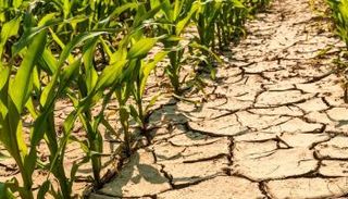 أفريقيا تتعرّض لأسوأ موجة حفاف منذ 40 عاماً