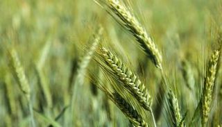 نبات الترتيكال