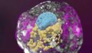 أجنة بشرية من الخلايا الجذعية.. هل يكتشف العلماء أسرار "الصندوق الأسود"؟ (خاص)