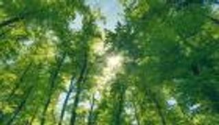 ما هي أهمية الغابات.. وما هو دورها في تنظيم المناخ؟