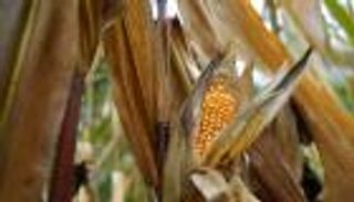 أزمة "غلة" تطل برأسها.. حزام الذرة الأمريكي في خطر
