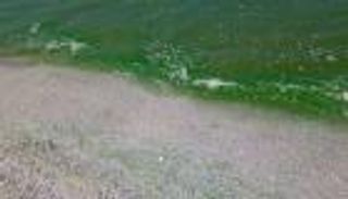 سر تحوّل مياه البحر في مصر من الأزرق إلى الأخضر