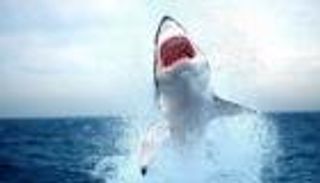 "قرش دهب" التهم ذراع ضحيته بالكامل.. تفاصيل الحادث