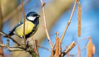 طيور القرقف