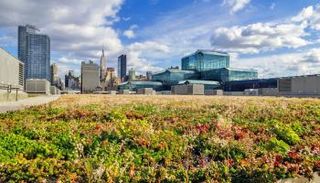 الأسطح الخضراء