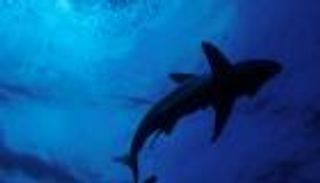 "قرش دهب" يلتهم ذراع مصرية.. 8 وسائل للإفلات من "الفك المفترس"