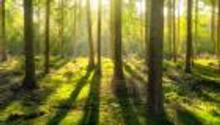 100 تريليون شجرة ينتظرها العالم عام 2030 .. لماذا؟