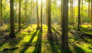 استعادة الغابات