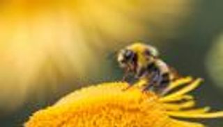 نحل العسل يدعم المناخ.. قوة في مواجهة التلوث