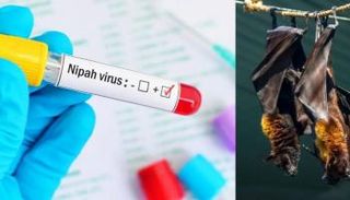 فيروس نيباه ينتقل عن طريق الخفافيش