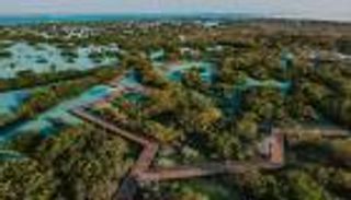 الطريق إلى COP28.. الإمارات تعيد "المانغروف" إلى قلب النظام البيئي العالمي