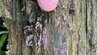 الورقة الفضية مرض مميت للنبات- أرشيفية