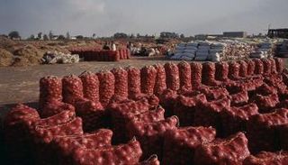 البصل - أرشيفية
