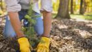 النبات وتغير المناخ.. علاقة مرتبكة يفك شفرتها الذكاء الاصطناعي