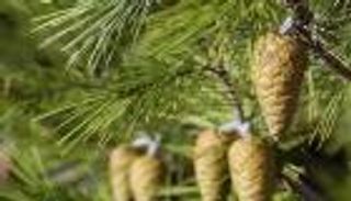 جني "الزقوقو".. رحلة إنتاج شاقة تسبق يوم المولد النبوي (خاص)