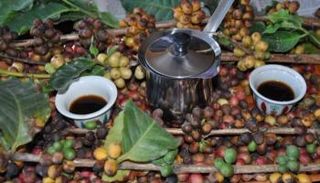 صناعة القهوة في خطر