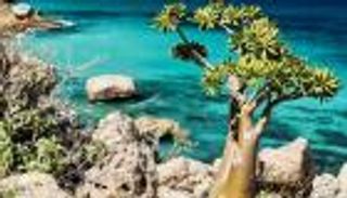 سقطرى اليمنية "بلا قات".. مكاسب مالية وصحية وسياحية