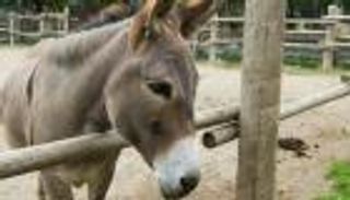 «عصابة الحمير» في العراق.. تسرقها وتبيع لحومها للمطاعم