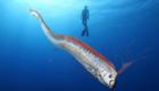 ما علاقة «سمكة يوم القيامة» بزلزال اليابان؟