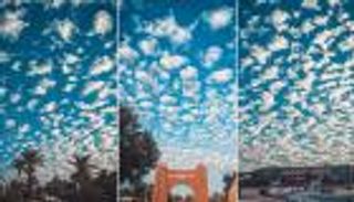 «قطع القطن السماوية» تُبهر الجزائريين (صور)