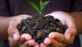 الفحم الحيوي