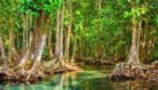 غابات المانغروف.. وجهة العالم نحو تحقيق اتفاقية باريس