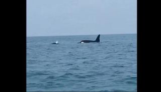 الحيتان أثناء سباحتها