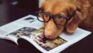 اكتشاف سر رؤية البشر لألوان لا تستطيع الكلاب رؤيتها