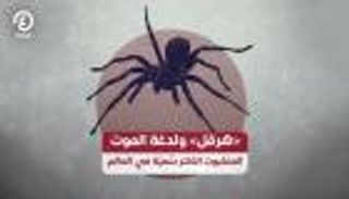 «هرقل» ولدغة الموت.. العنكبوت الأكثر سُميّة في العالم