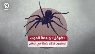 العنكبوت الأكثر سمية في العالم