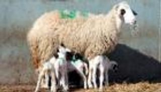 واقعة نادرة الحدوث.. نعجة تلد 6 توائم