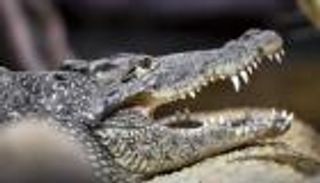 هجوم وحشي.. تمساح يغرس أسنانه برأس غواص (فيديو)